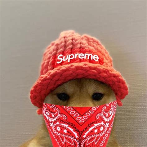 dog with supreme hat.